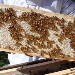 Beehive Rental